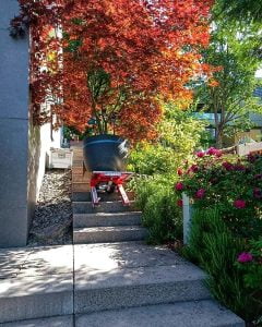 Transport d'une plante lourde dans l'escalier