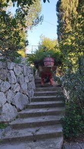 Transport d'une grande plante sur un escalier en pierre