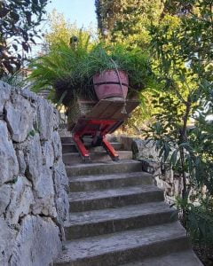 Transport d'une grande plante sur un escalier en pierre