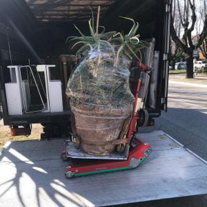 Transport d'une plante en pot